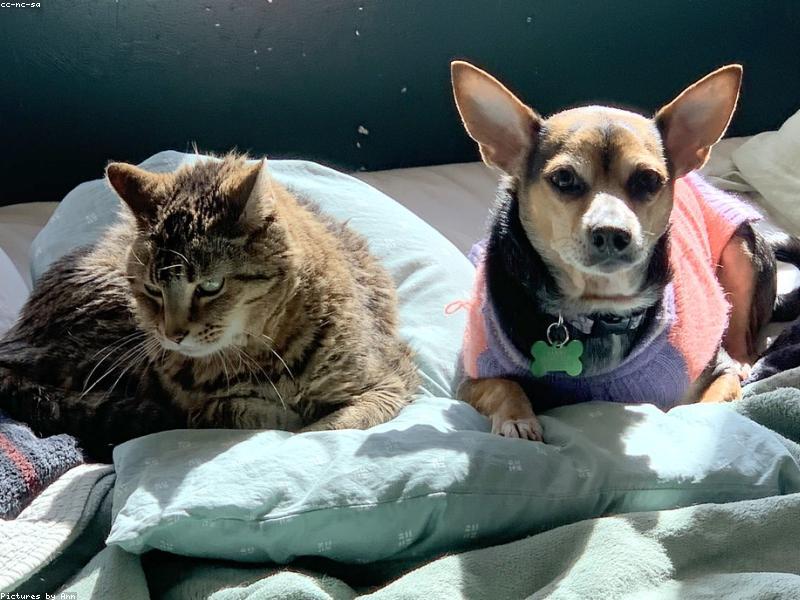 สินค้าสัตว์เลี้ยง